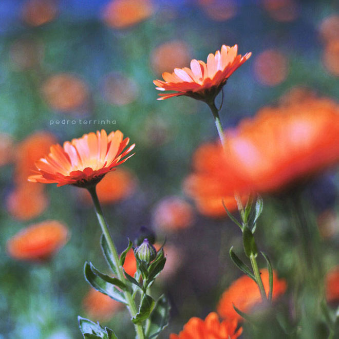 beatiful-dream-colorful-pedro-terrinha-photography